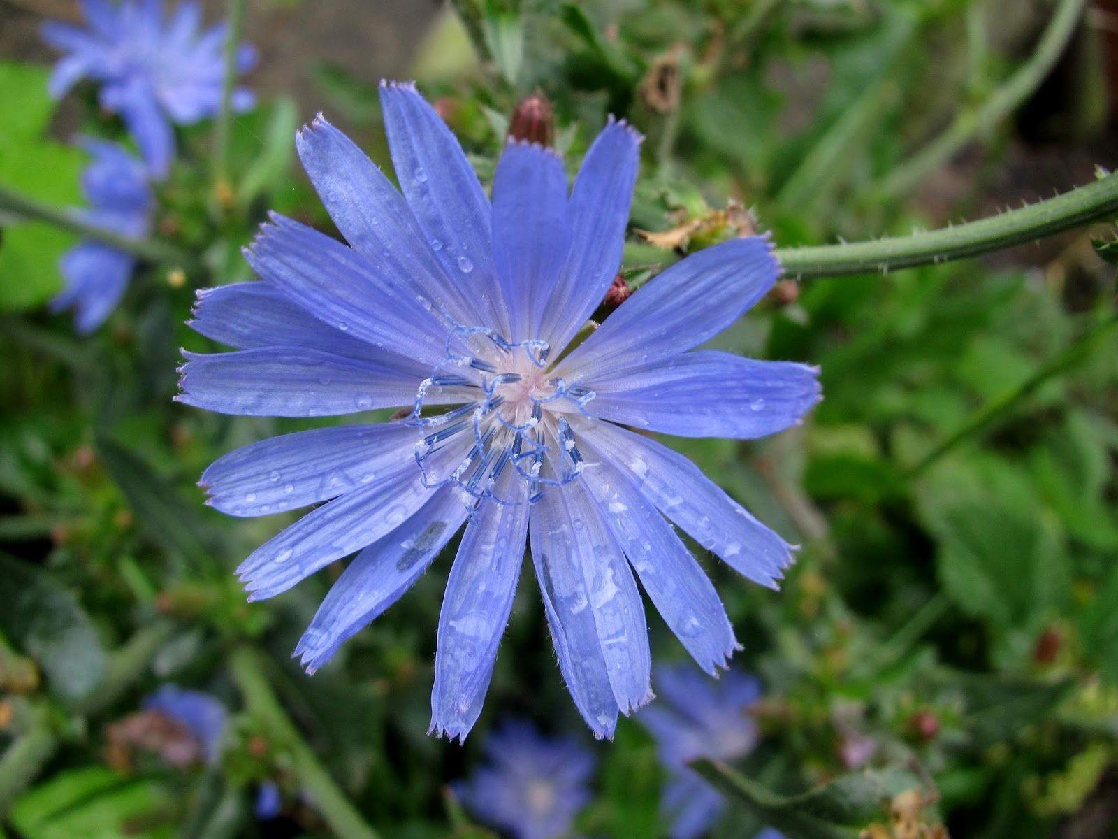 23 самых красивых растения с голубыми или синими цветками